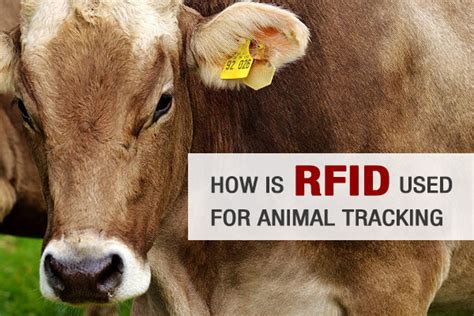 rfid animal health